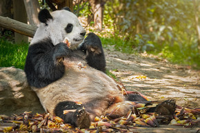 中国旅游标志和吸引力-大熊猫吃竹子中国四川成都大熊猫在中国