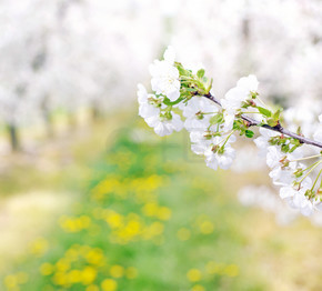 春天的多彩和芬芳的苹果园