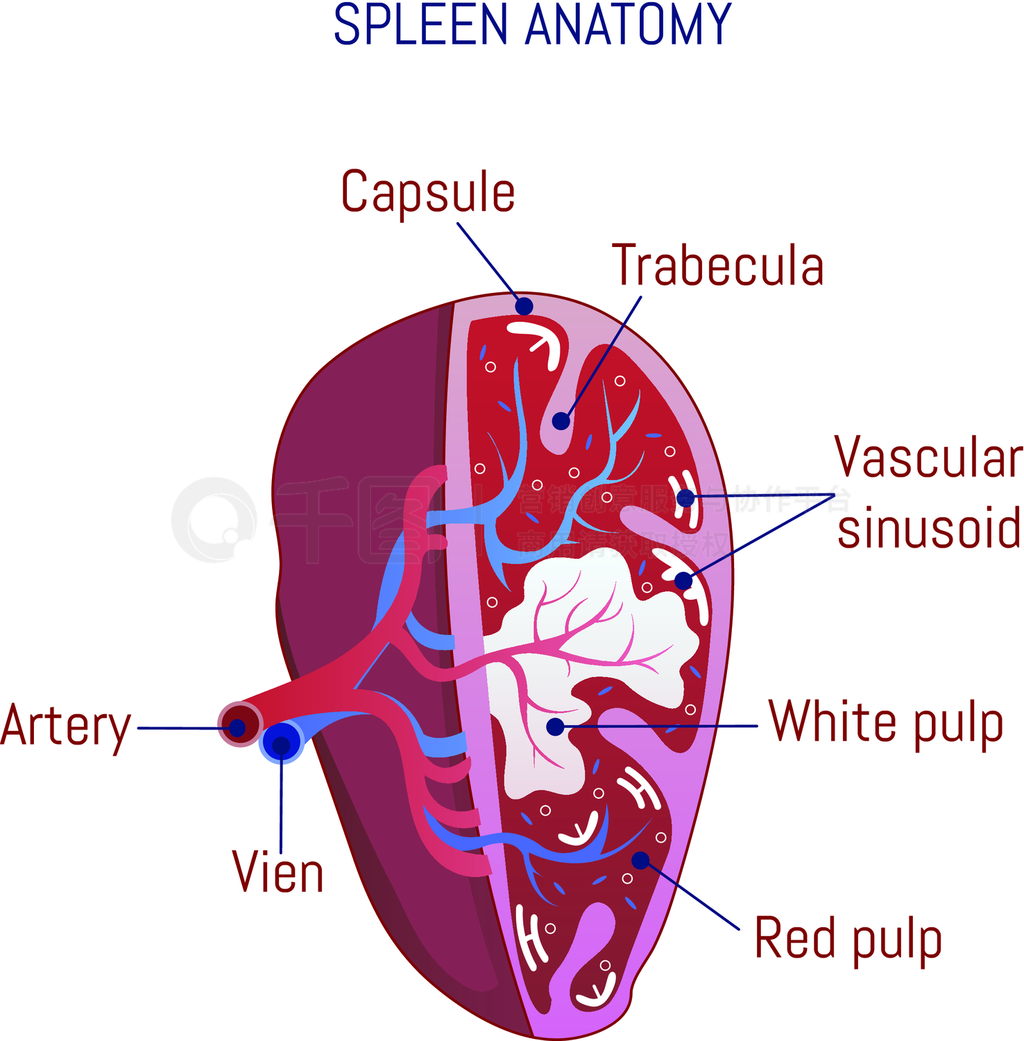 小鼠胸腺和脾脏解剖图图片