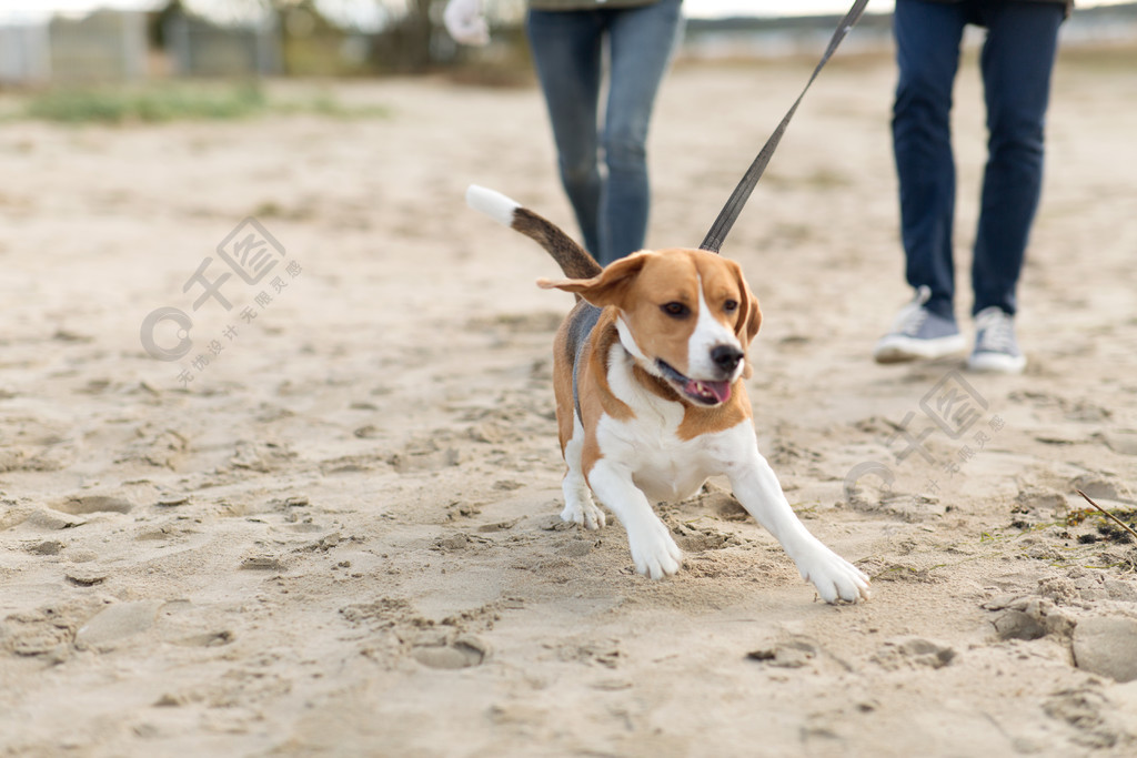 宠物,家畜和人的概念—夫妇与快乐的小猎犬狗牵着皮带沿着秋天的