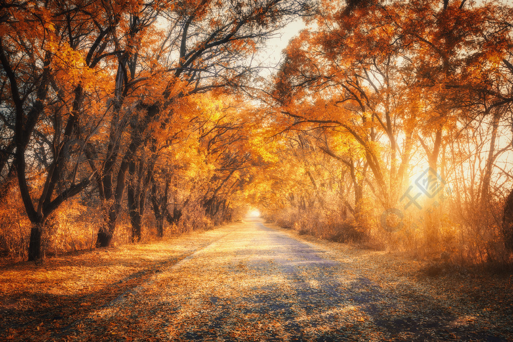 有鄉下公路的秋天森林在日落與樹農村公路橙色和紅色葉子秋天的太陽的