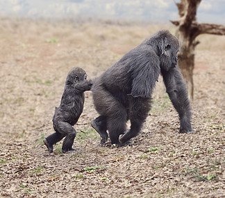 两只猩猩散步图片图片