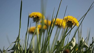 黄色蒲公英特写镜头在草坪的绿草中开花360度多莉明亮的<i>共</i><i>同</i>的蒲公英在春天的草甸用作草药和食品成分