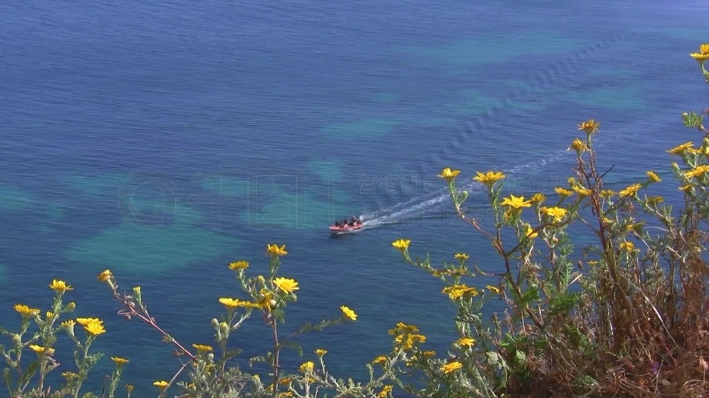 Blick zwischen gelben Blumen auf den Ozeanein Schiff fahrt langsam die Kuste entlang-˹أKuste d