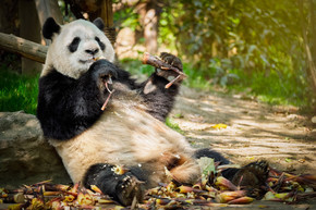 中国旅游标志和吸引力-大熊猫吃竹子中国四川成都大熊猫在中国