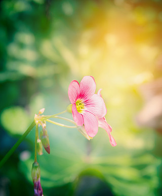 三叶草花颜色图片