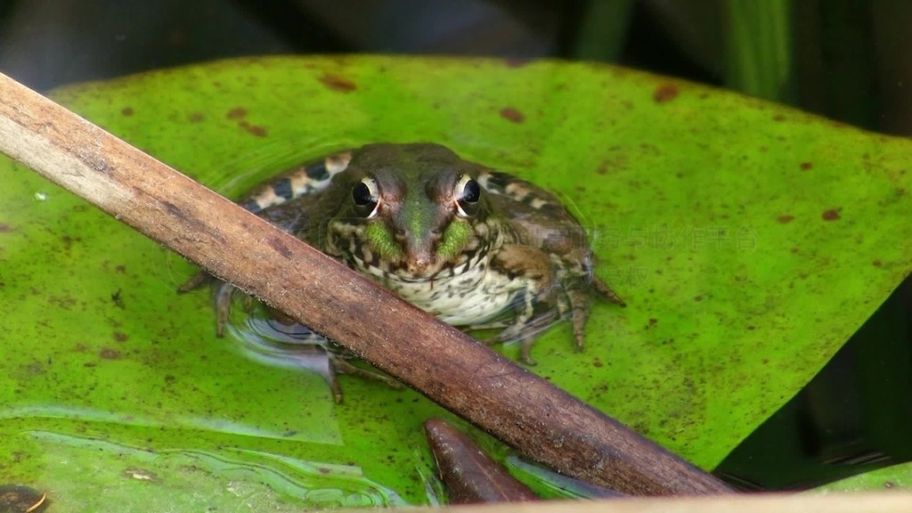 Aufnahme von vorne-Ein Frosch sitzt auf einem groen grunen Blatt Seerosenblatteinem ruhigen Gewass