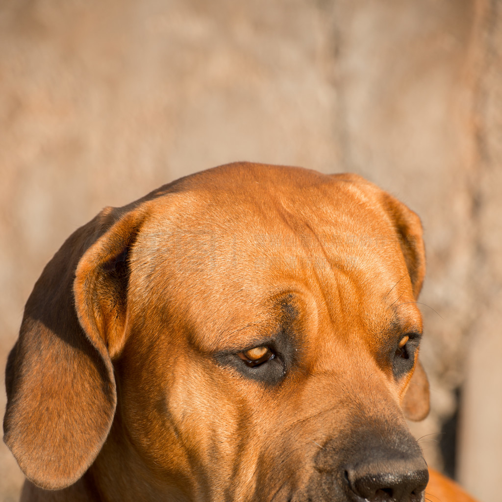 ߵһСBoerboelĻ