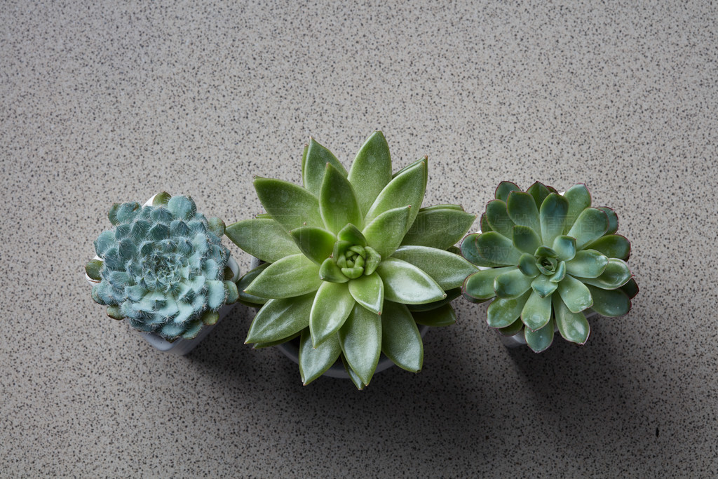 ָĶֲ֭EcheveriaĶͼ㼯ڹ޵ڻɫʯϵķֲ벻ֲֲͬEcheveria