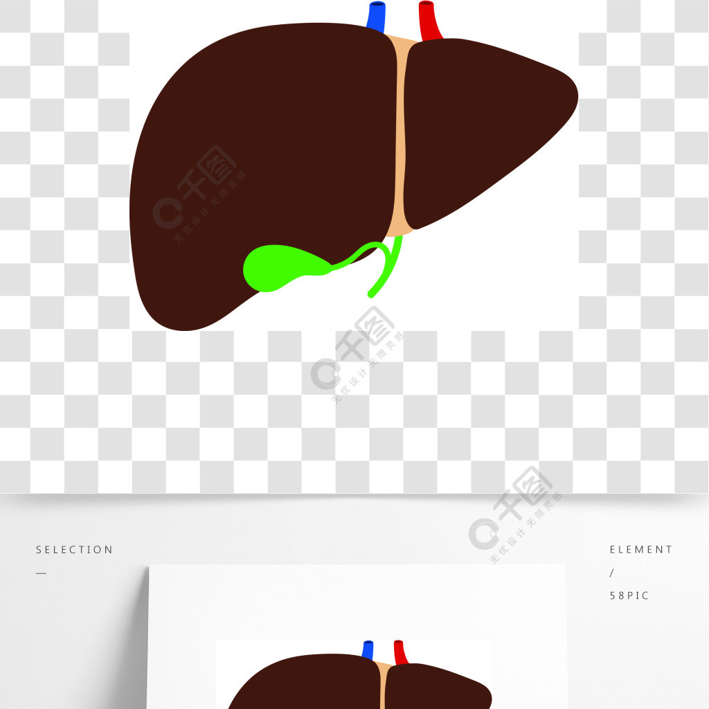 在白色背景传染媒介和胆囊隔绝的肝脏主要器官胆囊，健康解剖学例证肝和胆囊上白色背景矢量孤立