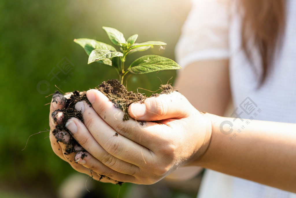 年幼植物樹新芽在婦女手上農業和環境保護的概念