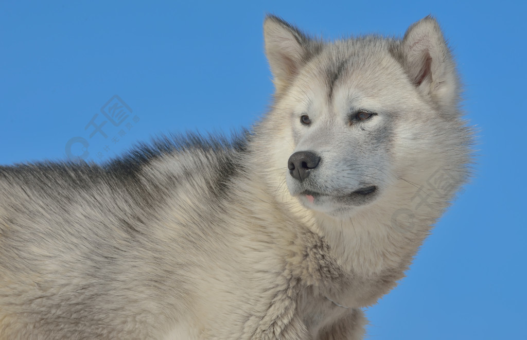 格陵蘭雪橇犬在春天的時候1年前發佈