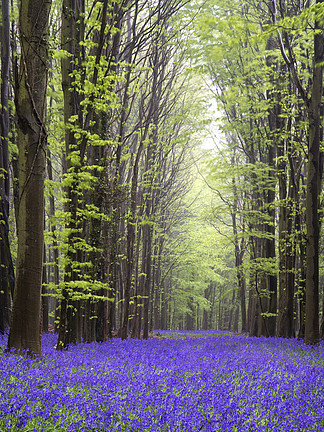 风<i>信</i>子的美丽的地毯在春天森林风景开花