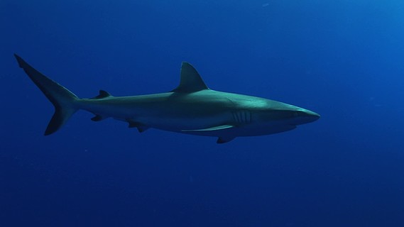 grauer riffhai,灰礁鲨(carcharhinus amblyrhynchos)