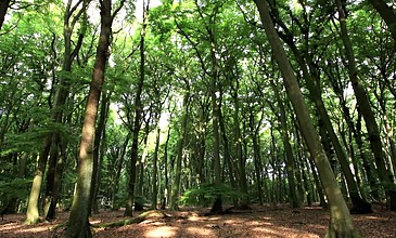 德国森林的晨曦-时间流逝-从右向左平移-树干，树枝和树叶的运动固定在AE中