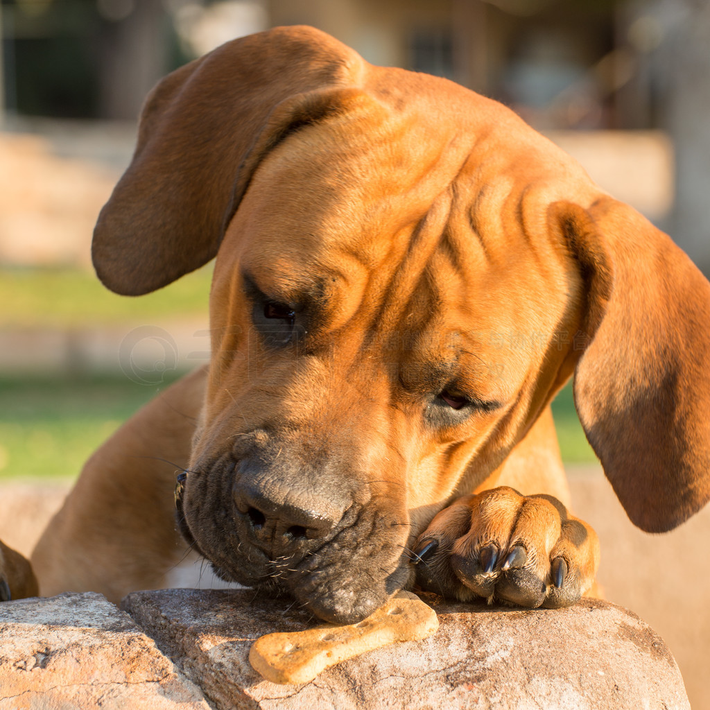 ͼץסʳBoerboelĻ