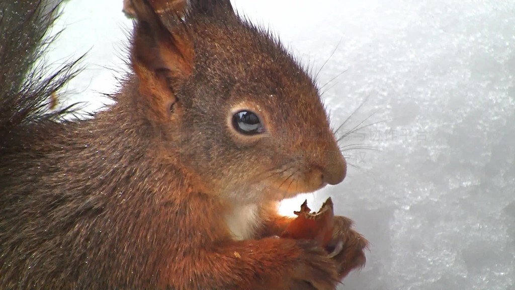 Es wird ein mnmmelndes Eichhrnchen im Winter gezeigt