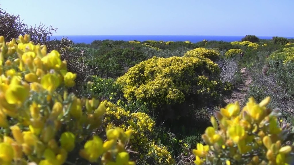 Blick zum Meer nber grnngelbe Bnsche WSlder Landschaft?İάleichter WindͶϣ÷blauer Himmel