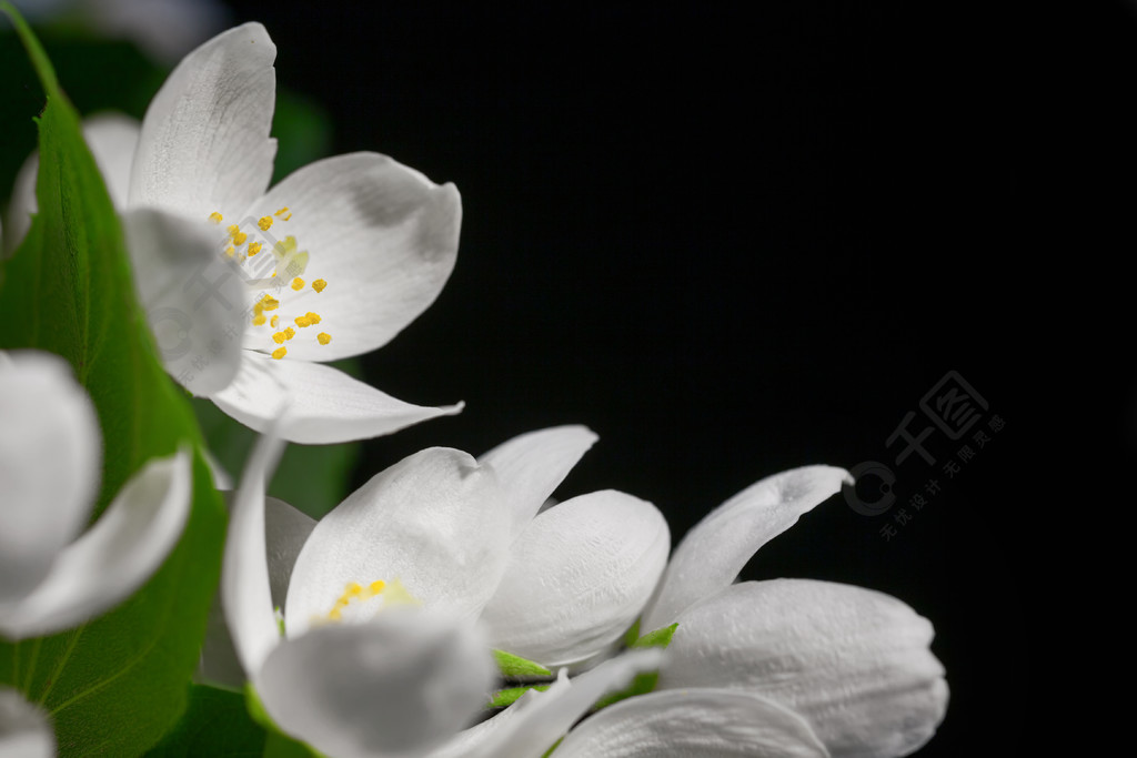 与黑色的白色茉莉花背景