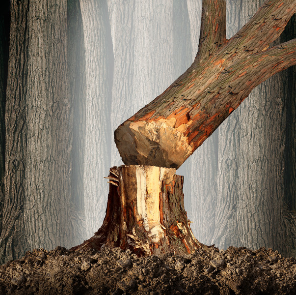 砍伐森林的概念以及当一棵树倒下的象征 i