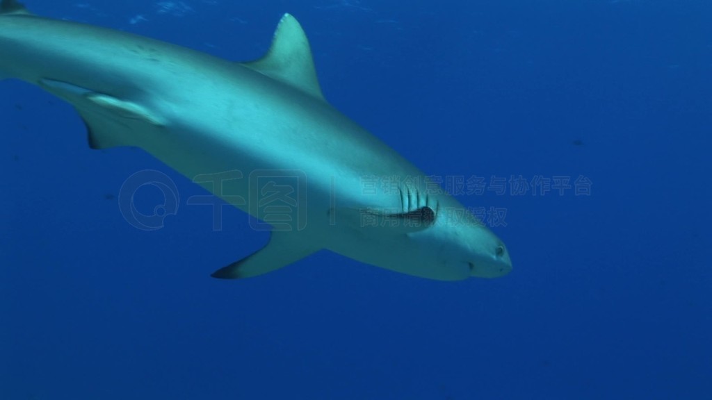 ƣCarcharhinus amblyrhynchosʩΤķ