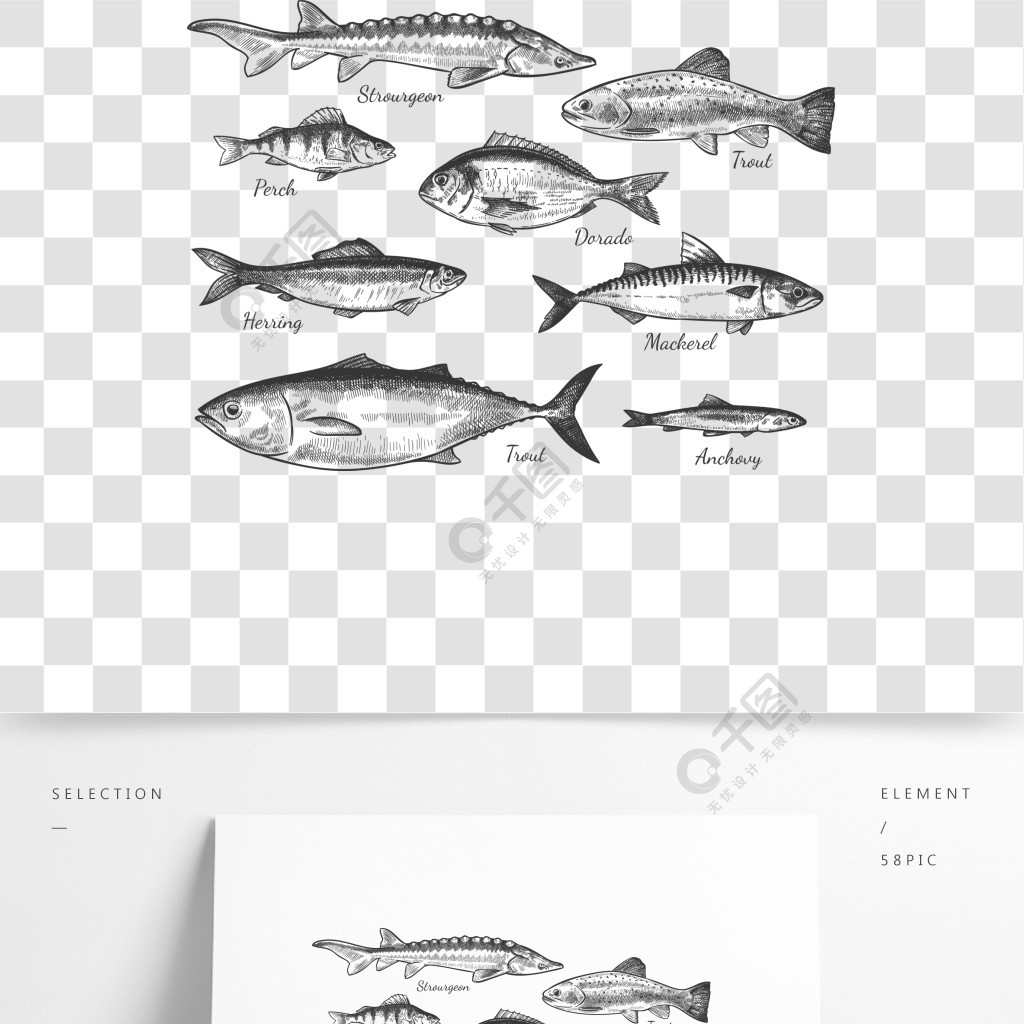 素描魚手繪不同的魚鱒魚鯉魚金槍魚鯡魚和比目魚cho魚多拉多新鮮的海