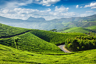 绿茶种植园早晨，Munnar，喀拉拉状态，印度印度喀拉拉邦慕那尔的茶园