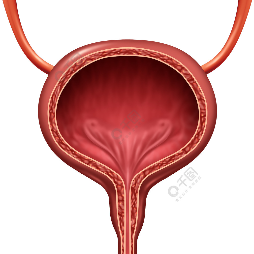膀胱三维解剖图图片