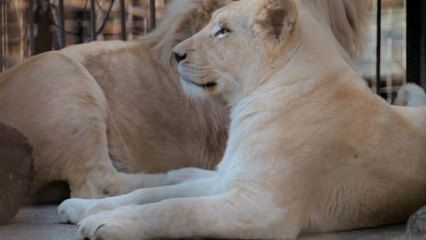 7白獅子家族2719動物園裡的白獅子和母獅11916白獅子與小熊31622白