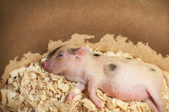 在木屑的逗人喜爱和睡觉小的猪可爱和睡觉的小猪