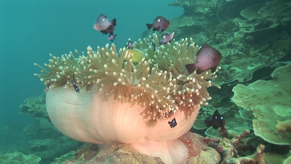 Anemonen und Fische im Meer