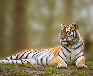 美丽的老虎在草山上放<i>松</i>