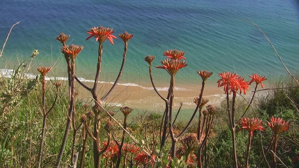 Blick auf einen Sandstrand das Meer von einer Wiese mit roten Blumen?Ŀ˹ءάKuste der Algarve