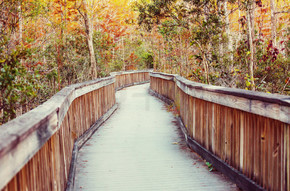 沼泽的木板走道在大沼泽地国家公园，佛罗里达，美国