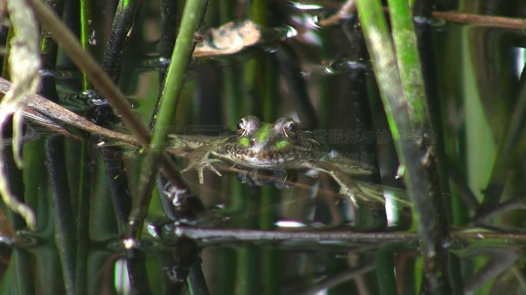 Ein Frosch ist bis zum Kopf im WasserNur der Kopf ist uber der Wasseroberflacheţϯ