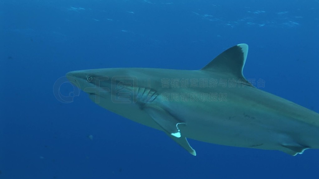 SilberspitzenhaiCarcharhinus albimarginatus裬Schwimmt im Meer