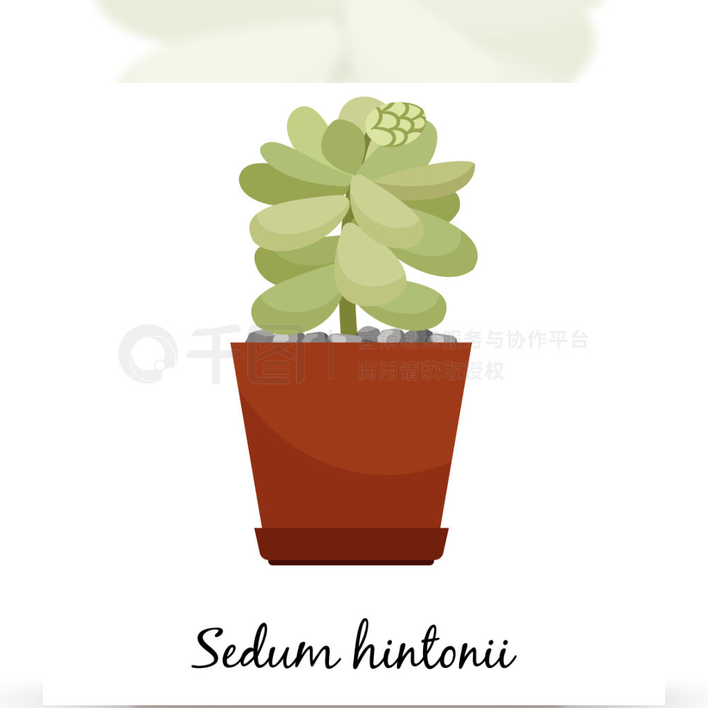 ڰɫĹ޵Sedum hintoniiƣȾý֤辰