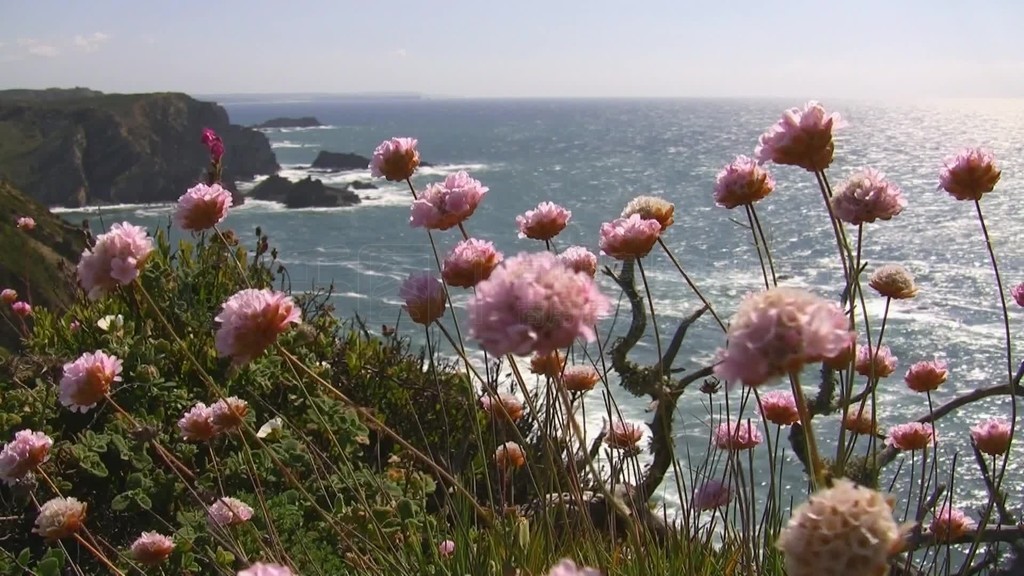 Blick auf den Ozean von einer bunten Blumenwiese?աKheppenѶɭ׶Felsen im Meer˹ƤأSonne