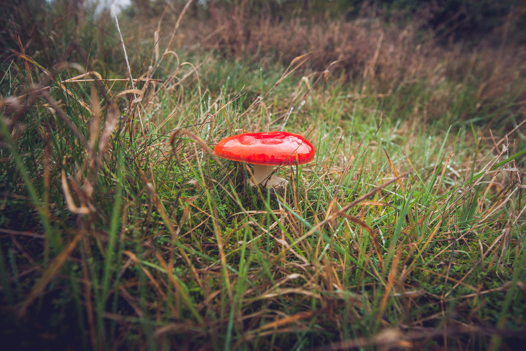 еһֶϵĺɫɡζަMuscaria