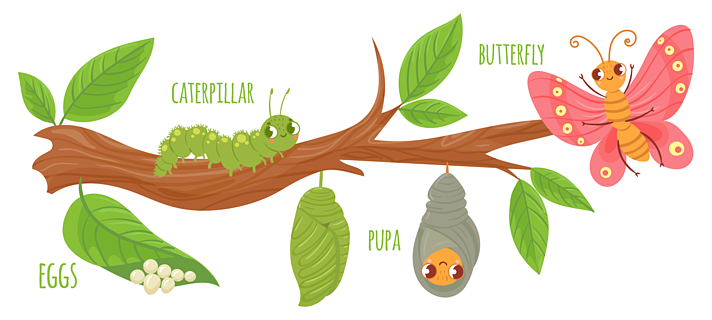 卡通蝴蝶的生命周期毛毛虫改造,蝴蝶蛋,毛毛虫和昆虫生长矢量图昆虫