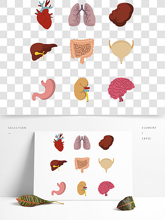 平面樣式卡通人體解剖學男女內臟器官,人體生理圖解剖醫學信息圖表