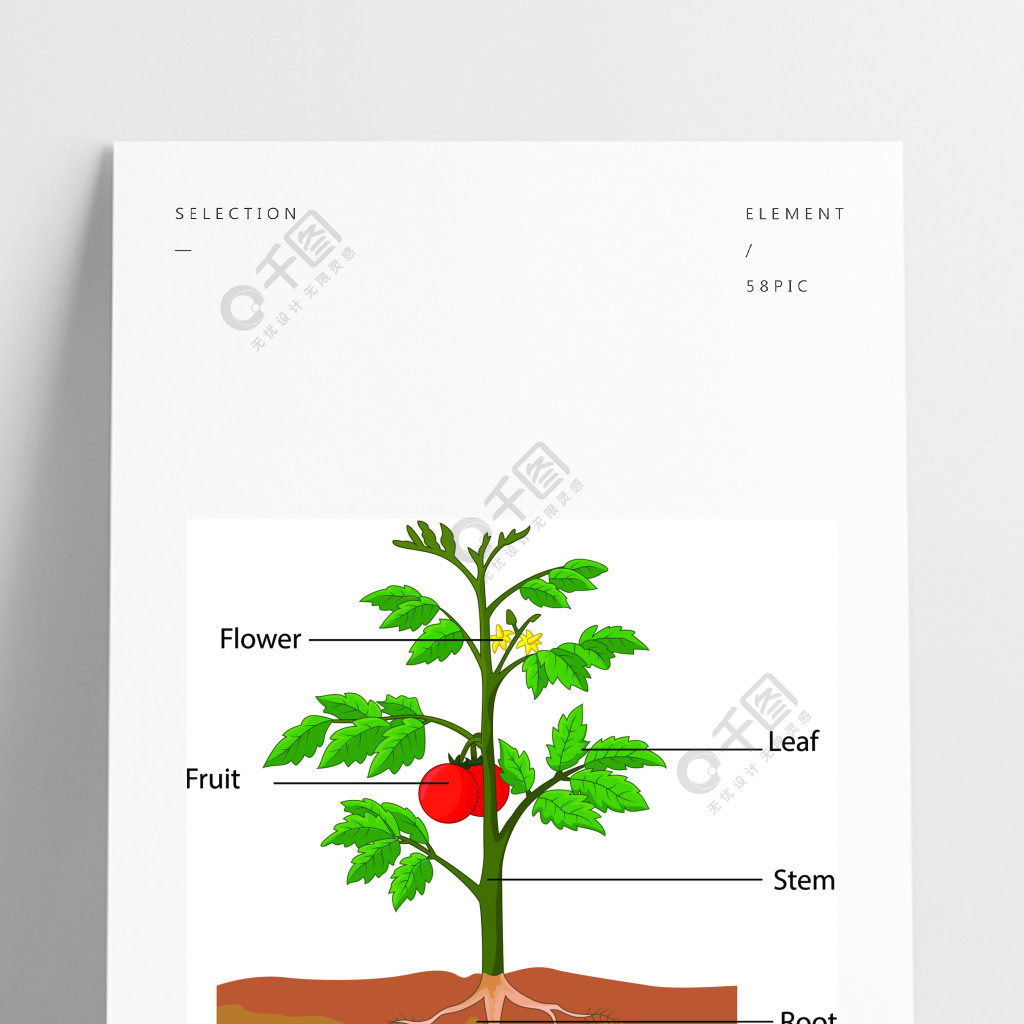 该图显示了番茄植物的部分