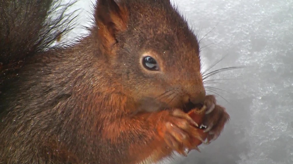 Es wird ein mnmmelndes Eichhrnchen im Winter gezeigt