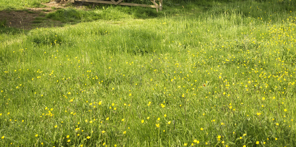 英国乡村景观形象的草地在春天的阳光下