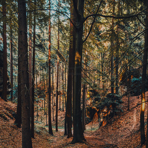 山的狂放的森林用捷克语红色的秋天电影风格的颜色