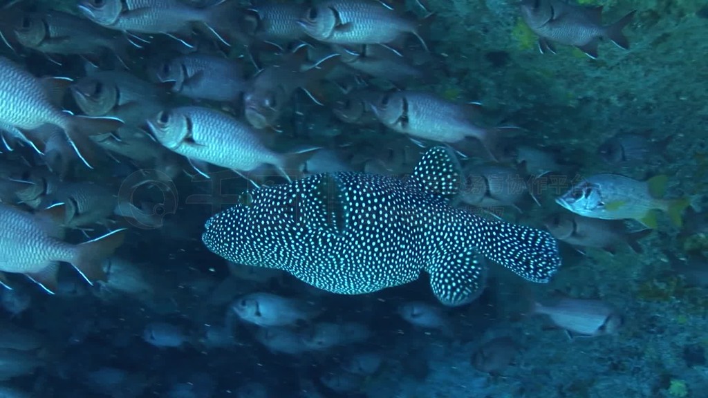 Perlhuhn-KugelfischArothron meleagriszwischen einem Fischschwarmam Korallenriff