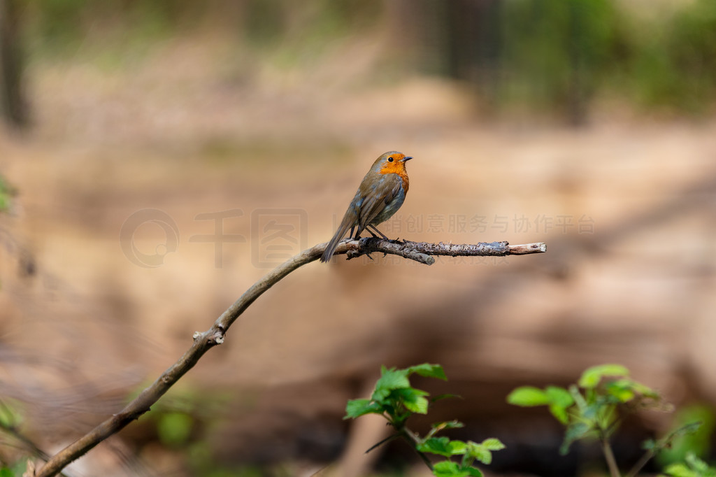 ֦ϵŷ֪֪Redbreastürubecula