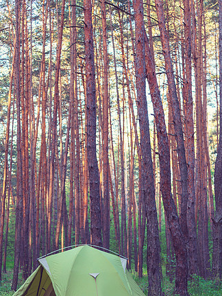 在森林露营地的帐篷