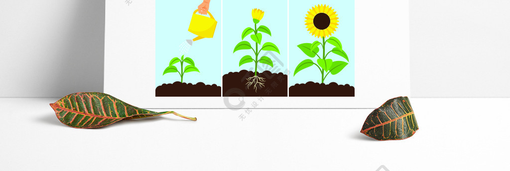 花卉种植过程矢量图种植种子浇水生长和盛开的向日葵花卉种植过程