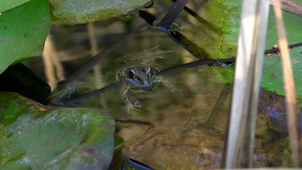 Ein Frosch liegt ruhig und ausgestreckt uber einem kleinen Ast Stuck Schilf im Wasser ininem Teich